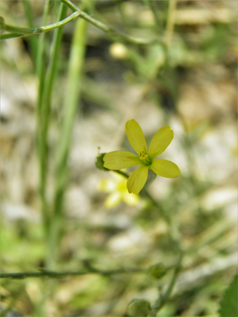 Linum neomexicanum (New mexico yellow flax) #79673
