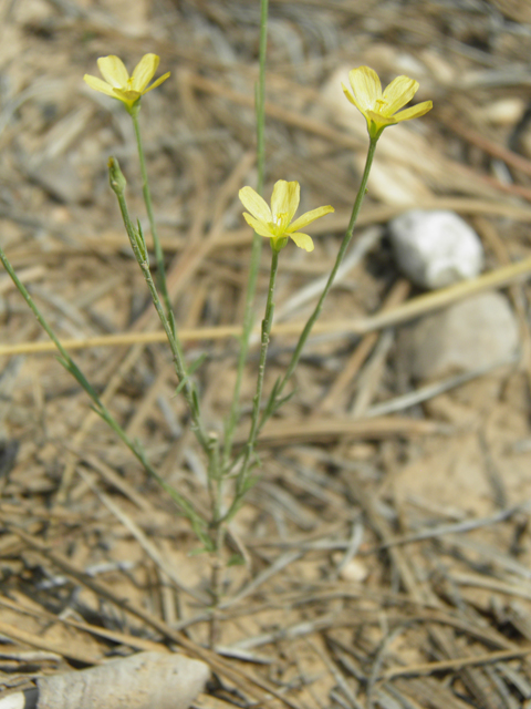 Linum neomexicanum (New mexico yellow flax) #79676