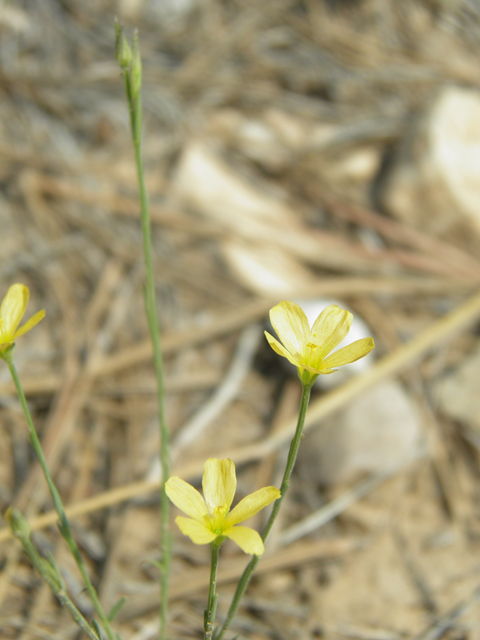 Linum neomexicanum (New mexico yellow flax) #79677