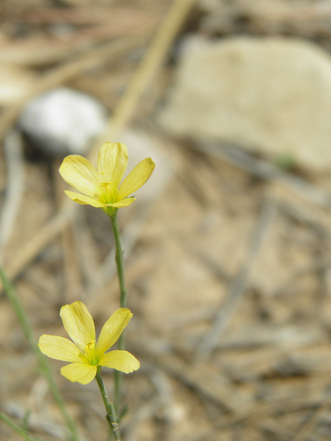 Linum neomexicanum (New mexico yellow flax) #79678