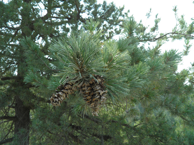 Pinus flexilis (Limber pine) #79683