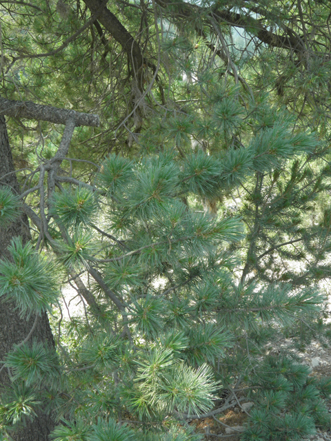 Pinus flexilis (Limber pine) #79686