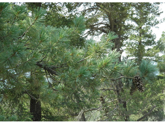 Pinus flexilis (Limber pine) #79687