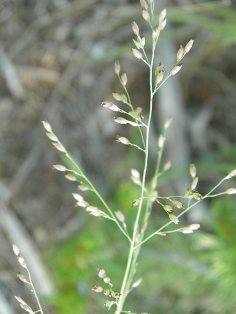 Agrostis scabra (Rough bentgrass) #79688