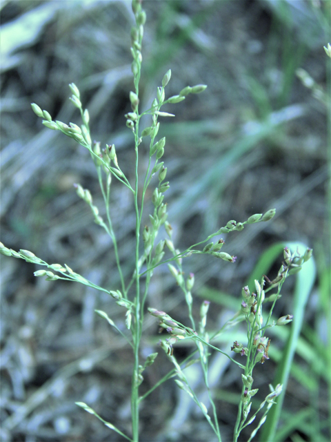 Agrostis scabra (Rough bentgrass) #79689