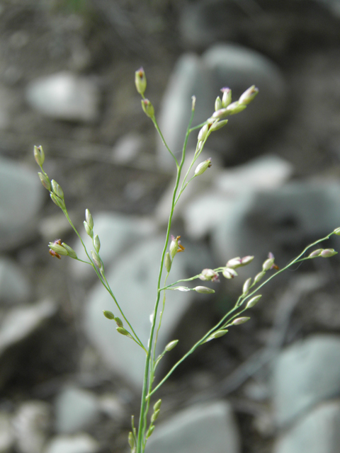 Agrostis scabra (Rough bentgrass) #79690