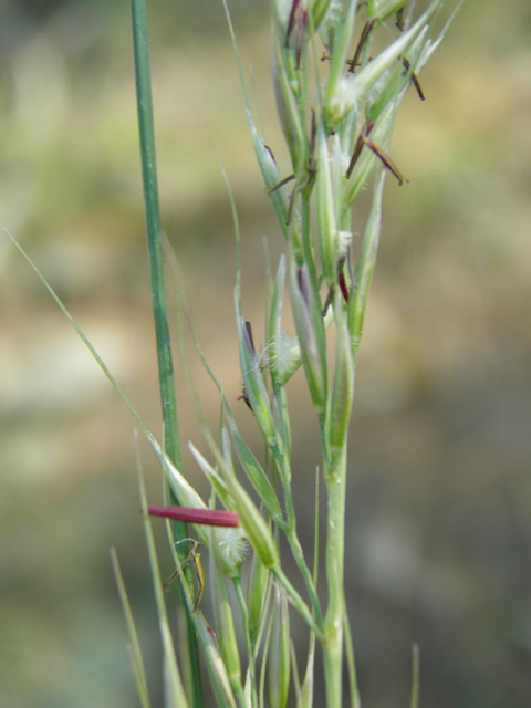 Pseudoroegneria spicata ssp. spicata (Bluebunch wheatgrass) #79693