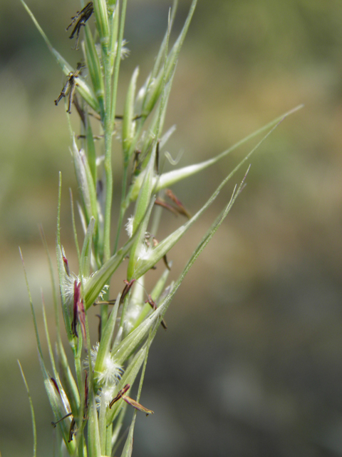 Pseudoroegneria spicata ssp. spicata (Bluebunch wheatgrass) #79694