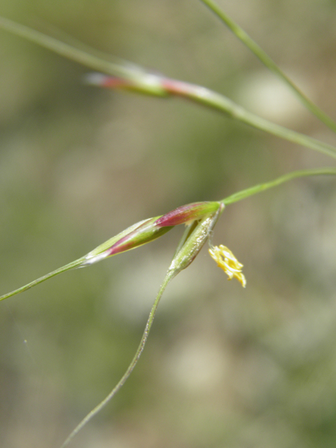 Pseudoroegneria spicata ssp. spicata (Bluebunch wheatgrass) #79695