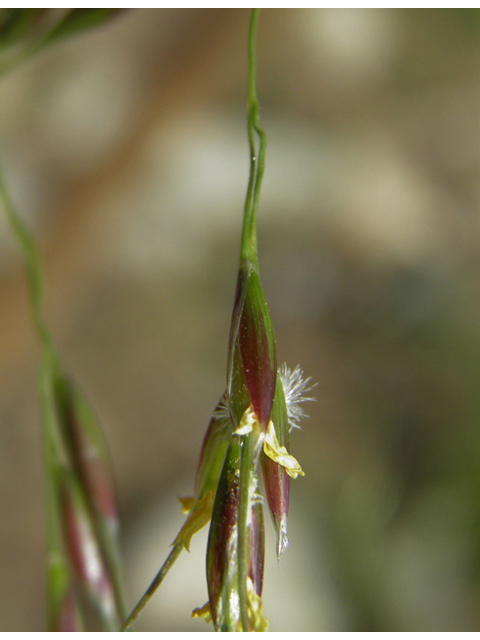 Pseudoroegneria spicata ssp. spicata (Bluebunch wheatgrass) #79696