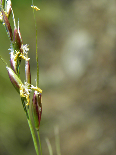 Pseudoroegneria spicata ssp. spicata (Bluebunch wheatgrass) #79697