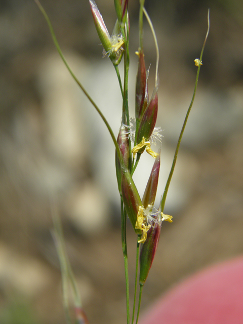 Pseudoroegneria spicata ssp. spicata (Bluebunch wheatgrass) #79698