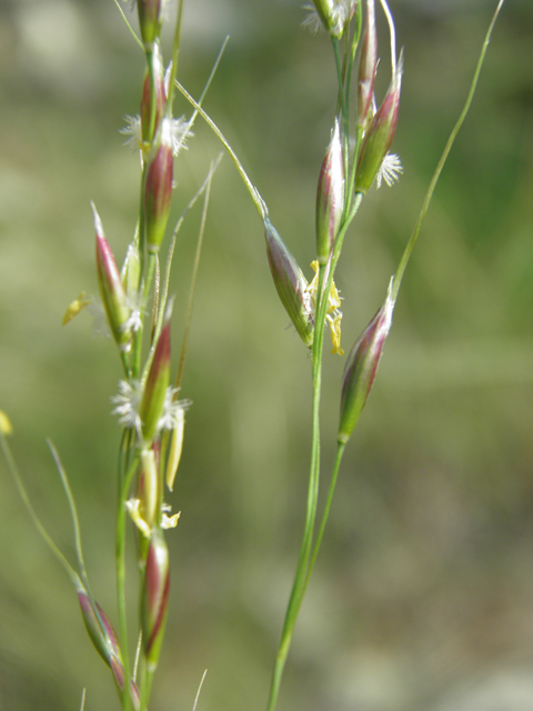 Pseudoroegneria spicata ssp. spicata (Bluebunch wheatgrass) #79699