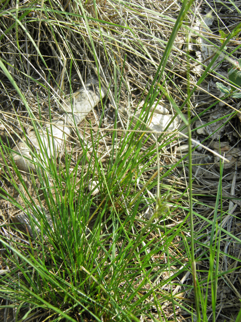 Pseudoroegneria spicata ssp. spicata (Bluebunch wheatgrass) #79700