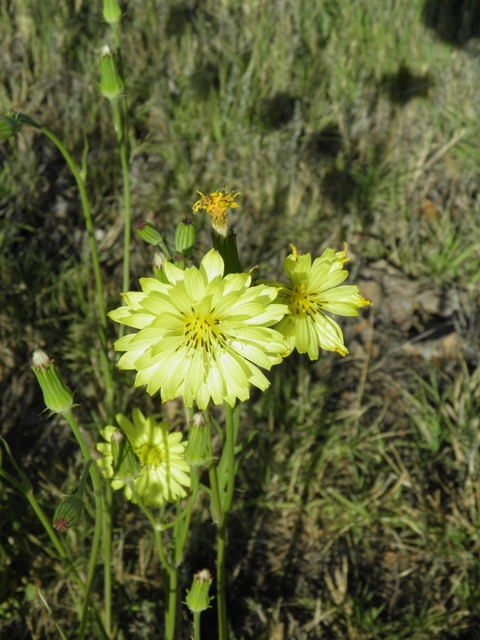 Pyrrhopappus pauciflorus (Smallflower desert-chicory) #79722