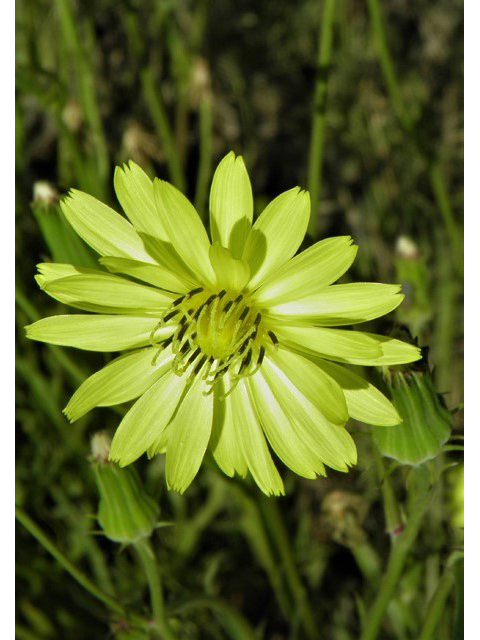 Pyrrhopappus pauciflorus (Smallflower desert-chicory) #79723