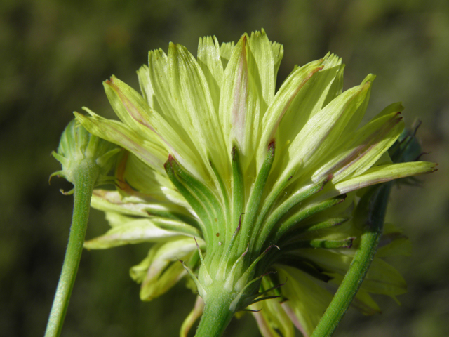 Pyrrhopappus pauciflorus (Smallflower desert-chicory) #79724