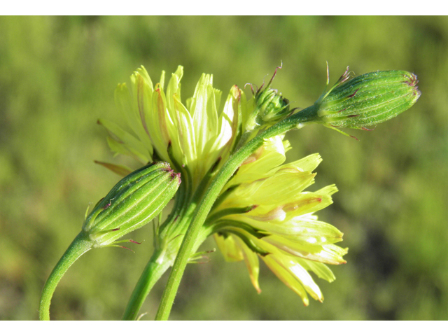 Pyrrhopappus pauciflorus (Smallflower desert-chicory) #79726