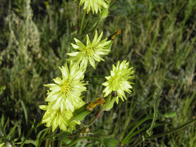 Pyrrhopappus pauciflorus (Smallflower desert-chicory) #79727