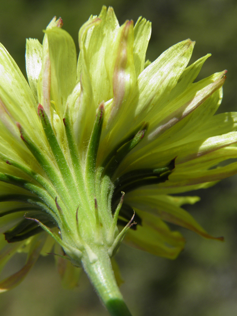 Pyrrhopappus pauciflorus (Smallflower desert-chicory) #79728