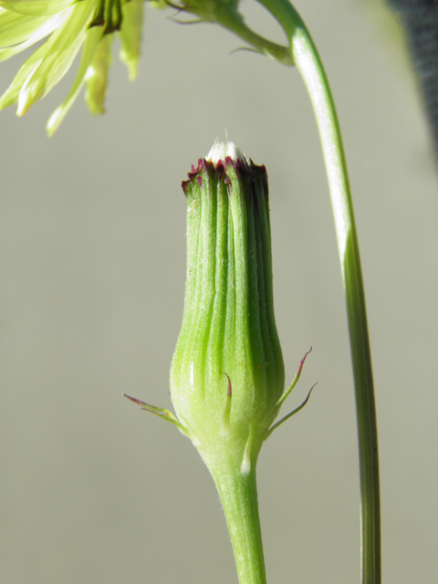 Pyrrhopappus pauciflorus (Smallflower desert-chicory) #79731