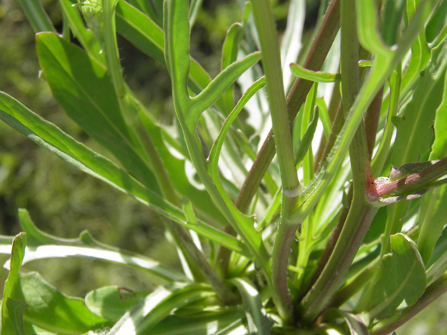 Pyrrhopappus pauciflorus (Smallflower desert-chicory) #79735