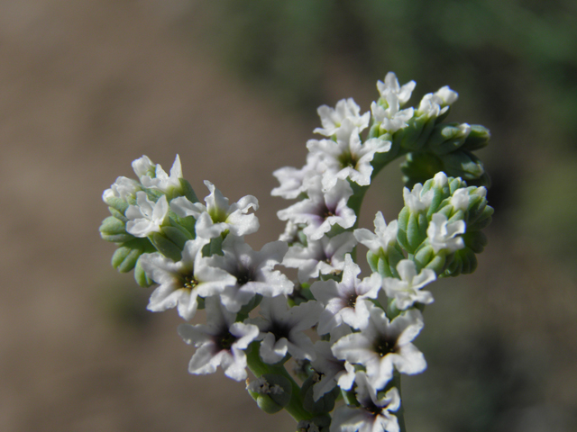 Heliotropium curassavicum (Salt heliotrope) #79824