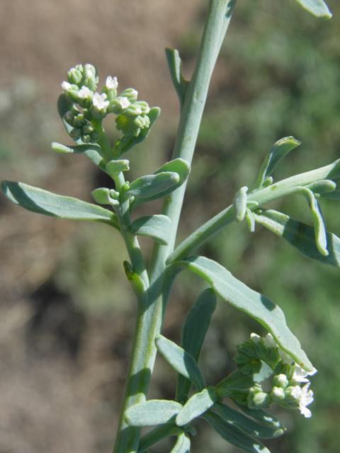 Heliotropium curassavicum (Salt heliotrope) #79825
