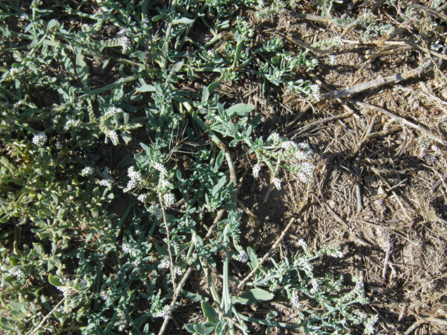 Heliotropium curassavicum (Salt heliotrope) #79827