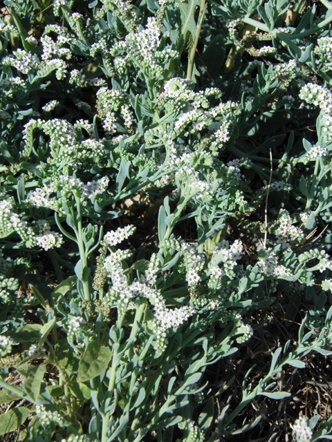 Heliotropium curassavicum (Salt heliotrope) #79828