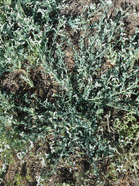 Heliotropium curassavicum (Salt heliotrope) #79829