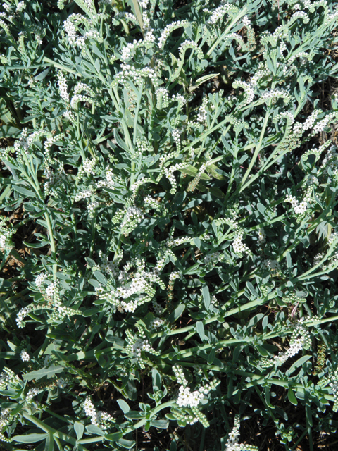Heliotropium curassavicum (Salt heliotrope) #79830