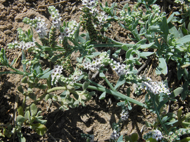 Heliotropium curassavicum (Salt heliotrope) #79832