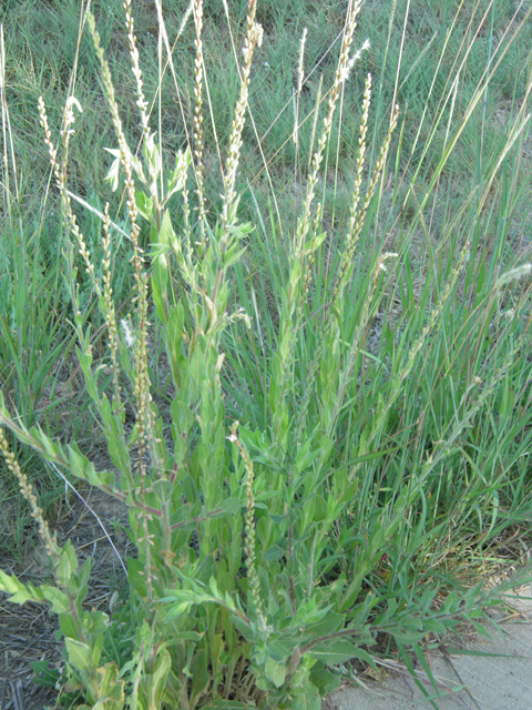 Oenothera curtiflora (Velvetweed) #79834