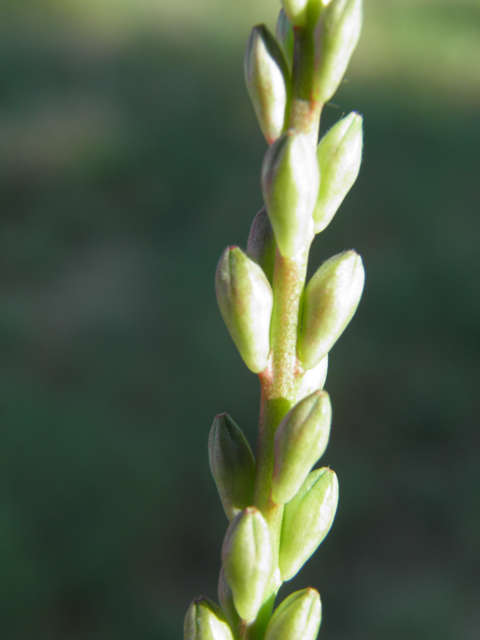 Oenothera curtiflora (Velvetweed) #79836