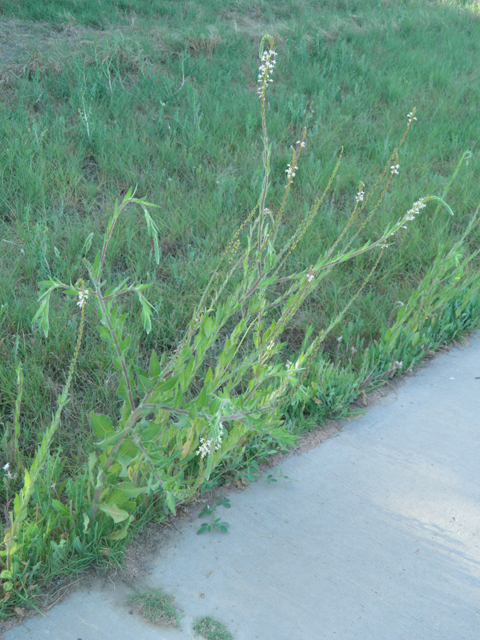 Oenothera curtiflora (Velvetweed) #79839
