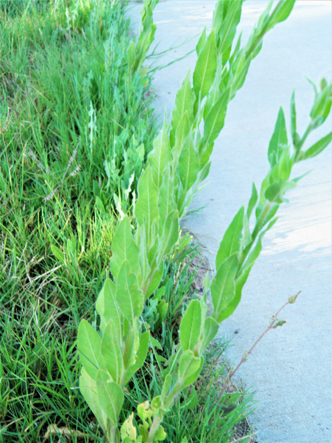 Oenothera curtiflora (Velvetweed) #79840
