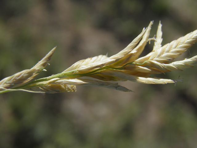 Distichlis spicata (Saltgrass) #79842
