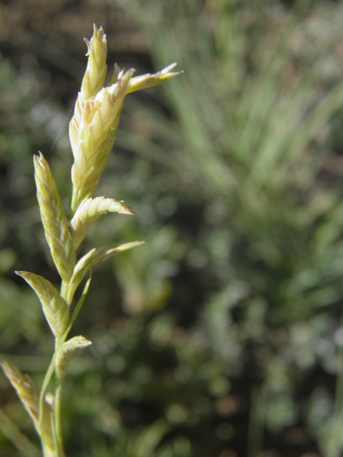 Distichlis spicata (Saltgrass) #79844