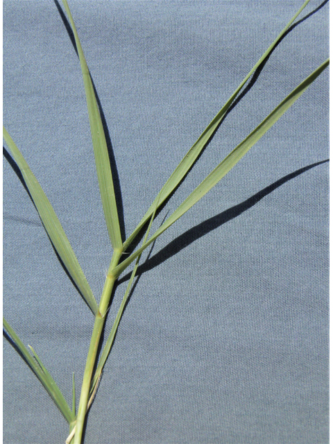 Distichlis spicata (Saltgrass) #79846