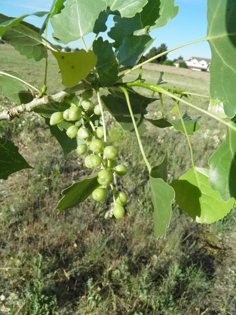 Populus deltoides ssp. wislizeni (Rio grande cottonwood) #79860