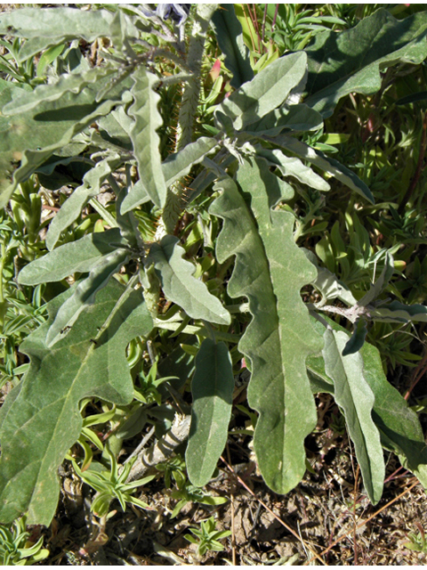 Solanum elaeagnifolium (Silverleaf nightshade) #79868