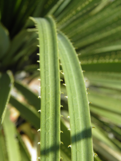 Dasylirion leiophyllum (Green sotol) #79878