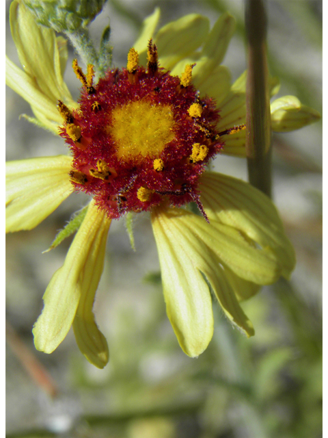 Gaillardia pinnatifida (Red dome blanketflower) #79886
