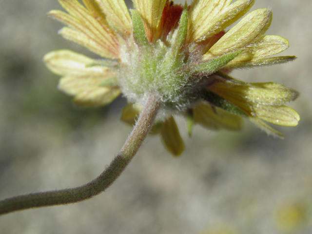 Gaillardia pinnatifida (Red dome blanketflower) #79889