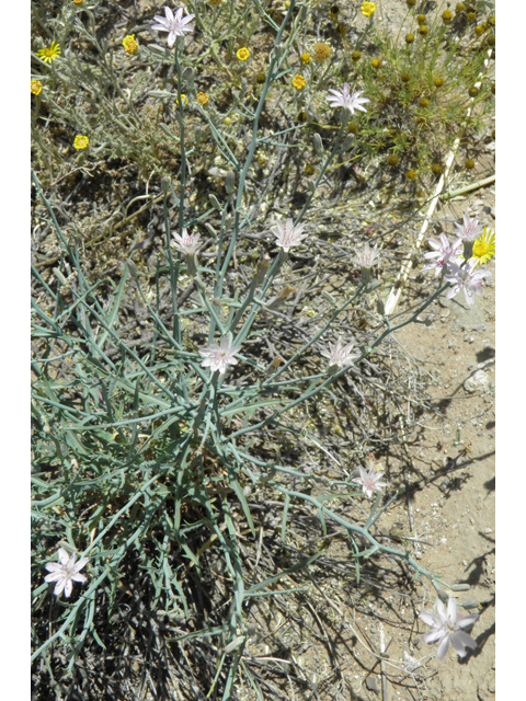 Stephanomeria exigua (Small wirelettuce) #79914