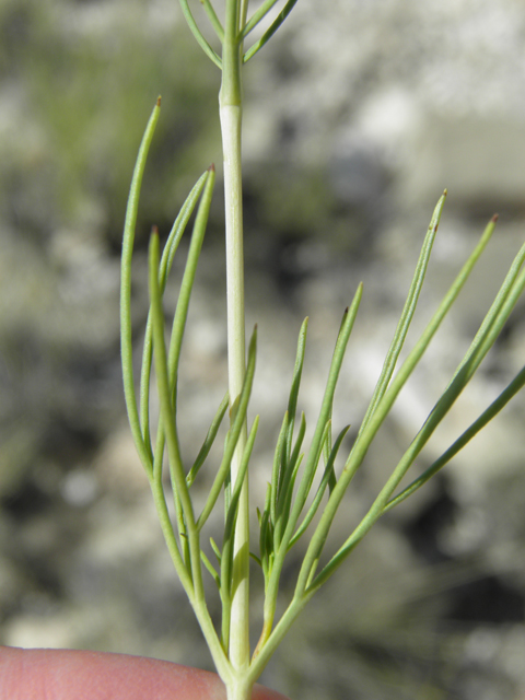 Thelesperma longipes (Longstalk greenthread) #79921