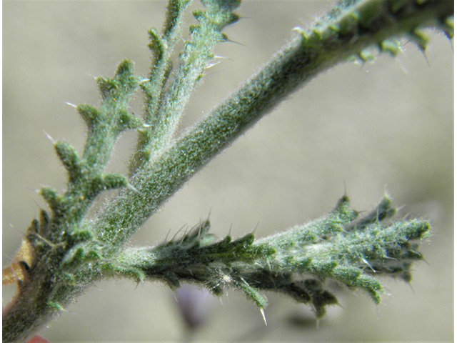 Machaeranthera pinnatifida (Lacy tansyaster) #79930