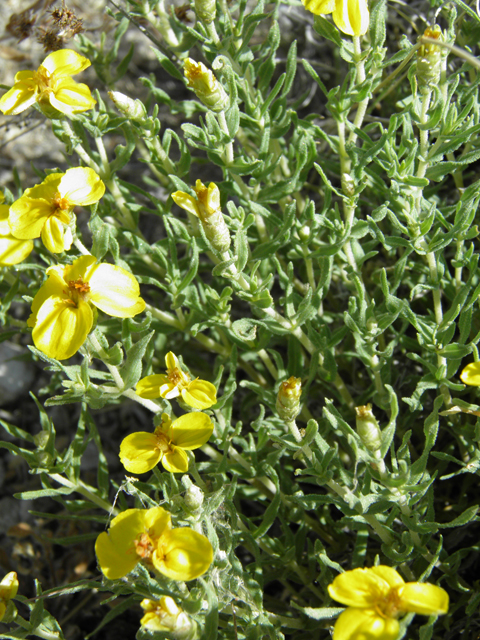 Zinnia grandiflora (Plains zinnia) #79934