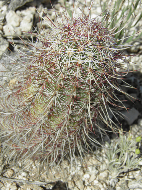 Echinocereus viridiflorus var. chloranthus (Nylon hedgehog cactus) #79937
